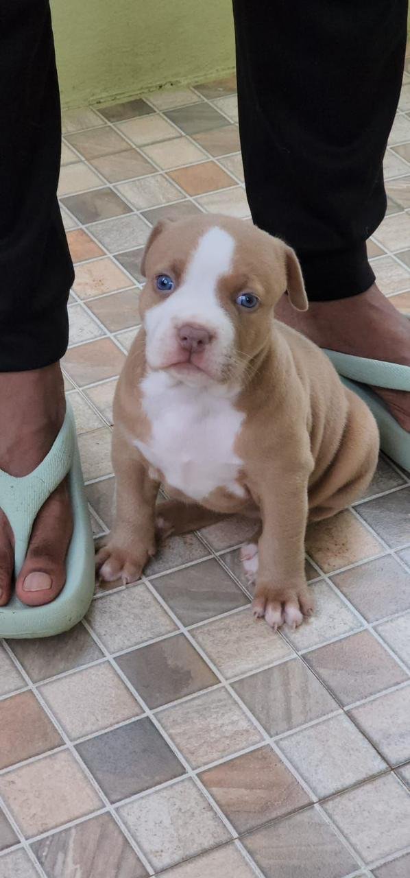 Order Female  Pitbull Puppy from Chennai